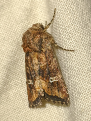 Lacinipolia circumcincta