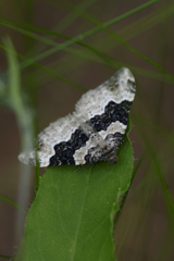 Epirrhoe galiata