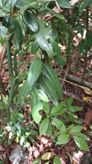 Bay rum tree (Pimenta racemosa)