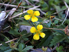 Potentilla erecta