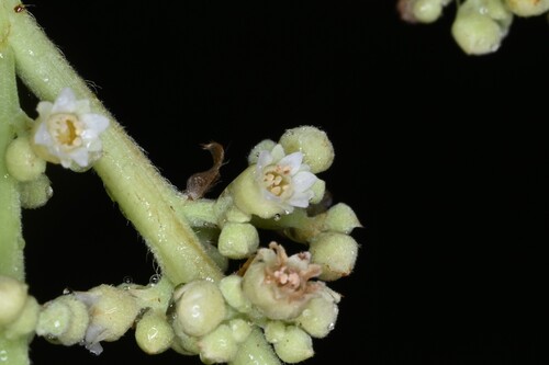 Hymenopus heteromorphus observed 2025-06-18