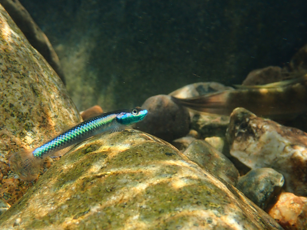 Stiphodon semoni (Stiphodon semoni)
