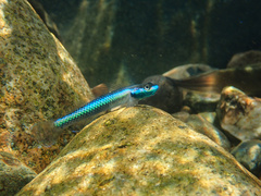 Cobalt Blue Dwarf Goby photo 1