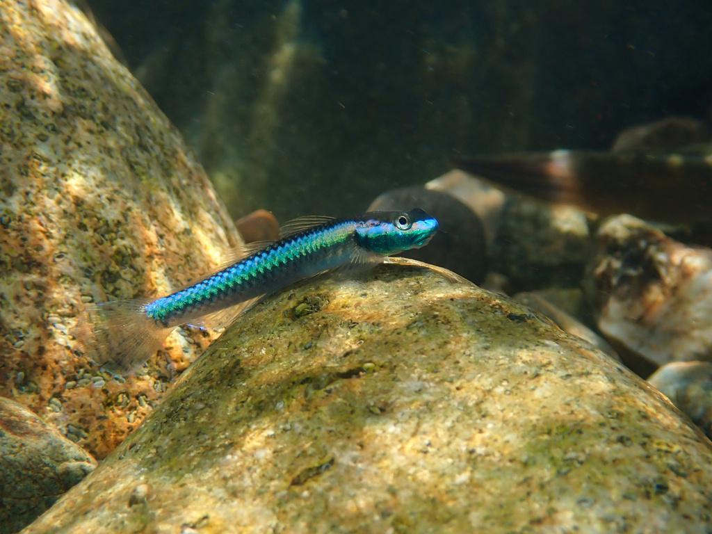 Cobalt Blue Dwarf Goby (Stiphodon semoni)