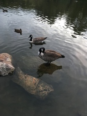 Branta canadensis