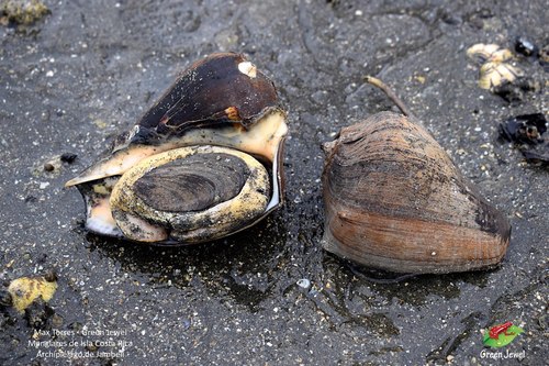 Pacific Crown Conch