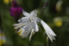 Paradisea liliastrum