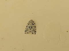 Aemene taprobanis