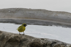 Crithagra citrinelloides