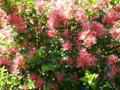 Metrosideros carminea