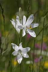 Paradisea liliastrum