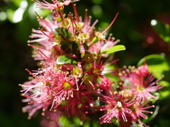 Metrosideros carminea