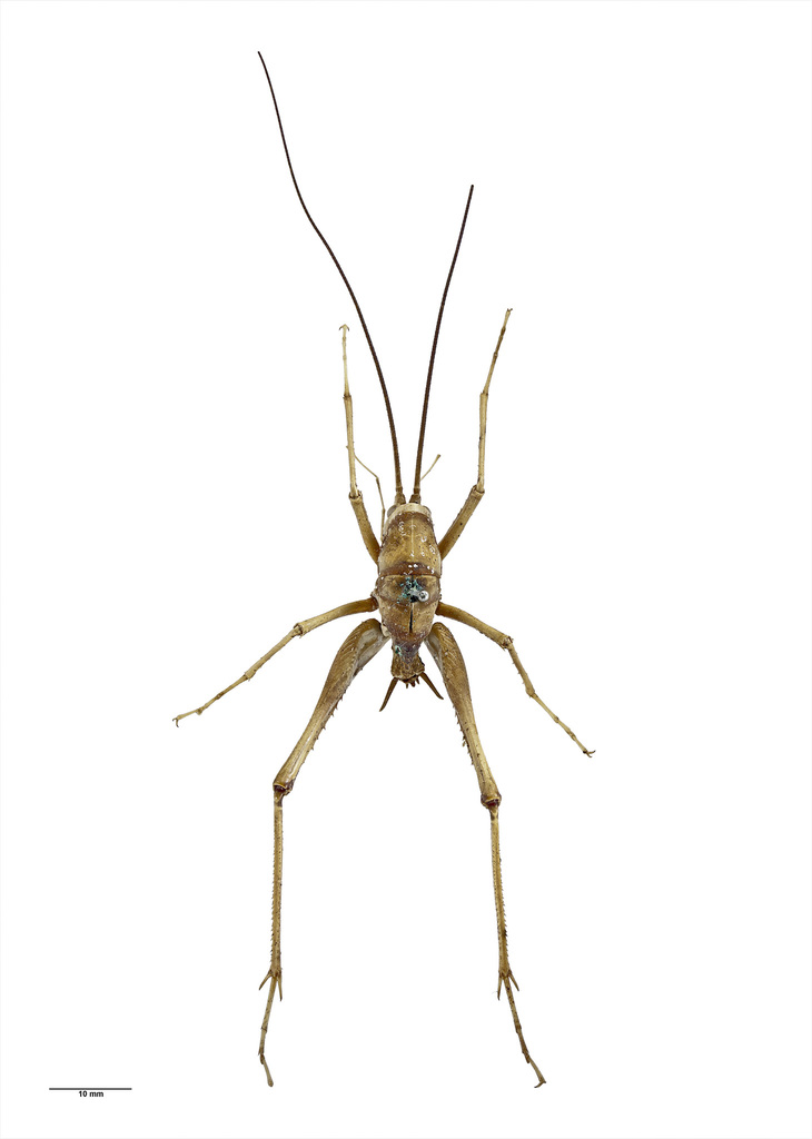Pachyrhamma