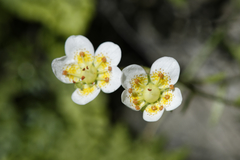 Saxifraga aspera