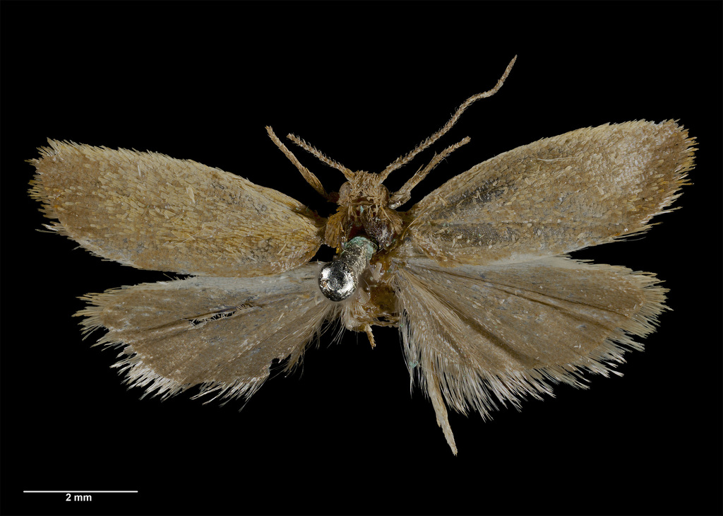 Pyrgotis humilis