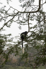 Colobus guereza matschiei