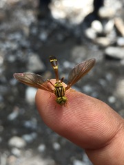 Hybobathus avittatus