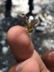 Hybobathus avittatus