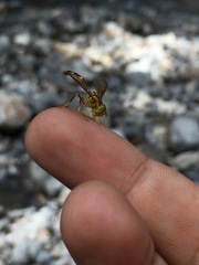 Hybobathus avittatus