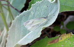 Pieris ergane
