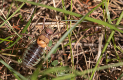 Parasteropleurus perezii