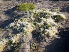 Baccharis pilularis pilularis