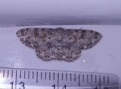 Scopula fibulata
