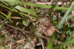 Parasteropleurus perezii
