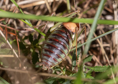 Parasteropleurus perezii