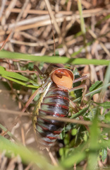 Parasteropleurus perezii