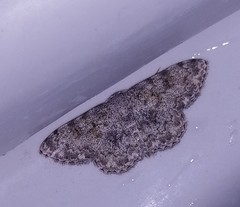 Scopula fibulata
