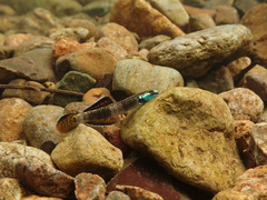 Rainbow Stiphodon photo 4