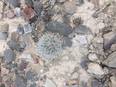 Rapicactus beguinii