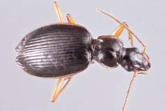 Platynus trifoveolatus