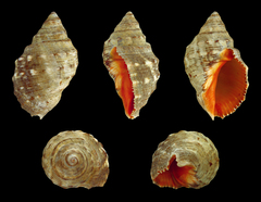 Carnadilla
