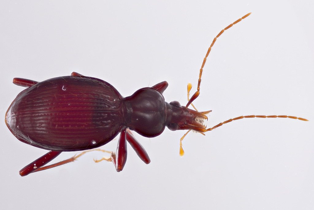 Hubbard's Snail-eating Beetle