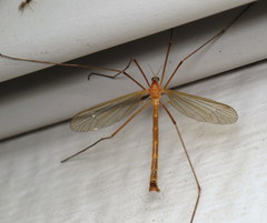 Tricyphona