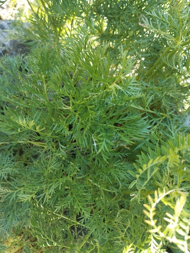 Adonis pyrenaica, photograph 4