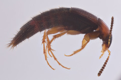 Bryoporus rufescens