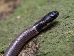 Cantor's Black-Headed Snake photo 2