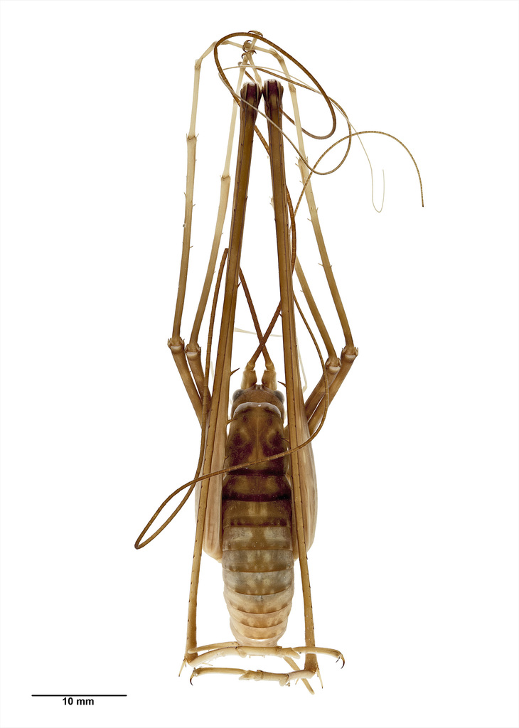 Pachyrhamma waitomoense