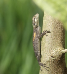 Agama agama