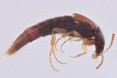 Bryoporus testaceus