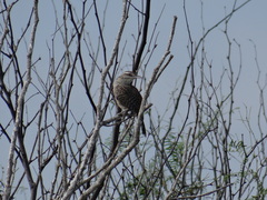 Campylorhynchus yucatanicus