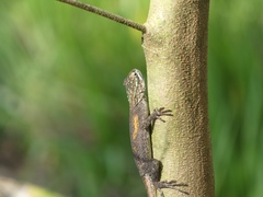 Agama agama