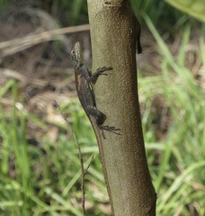 Agama agama