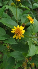 Asteraceae