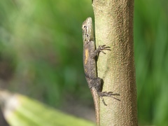 Agama agama