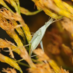 Oecanthus quadripunctatus