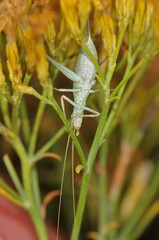 Oecanthus quadripunctatus